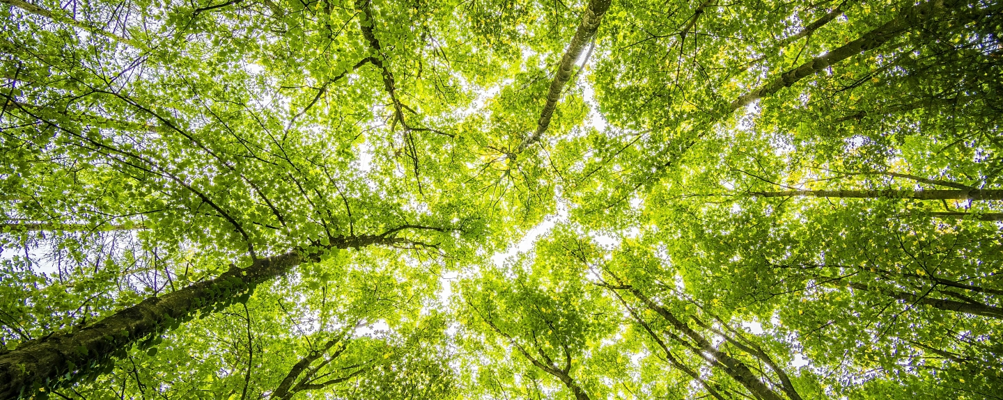Worms Eyeview Von Grünen Bäumen, https://www.pexels.com/de-de/foto/worms-eyeview-von-grunen-baumen-957024/, Felix Mittermeier